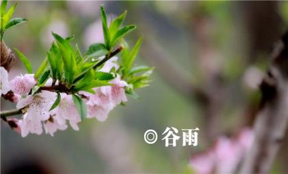 春节短信祝福大全(本年春节祝福短信)