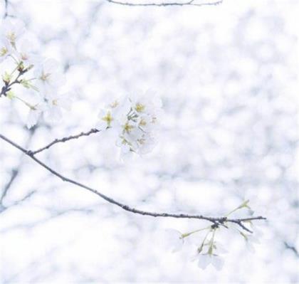 大学教师节祝福语