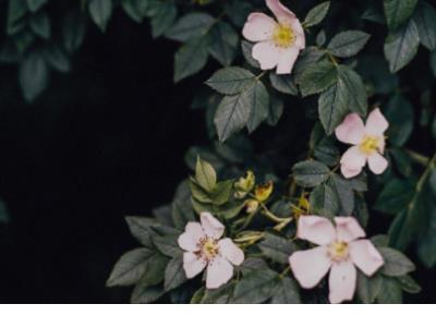 春节过年回家伤感句子（今年春节回家过年）